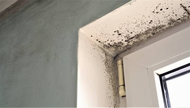 Professional Mold Removal in Lake Grove, NY