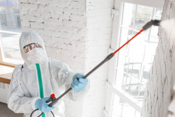 Mold Documentation for Insurance Claims in Lake Grove, NY