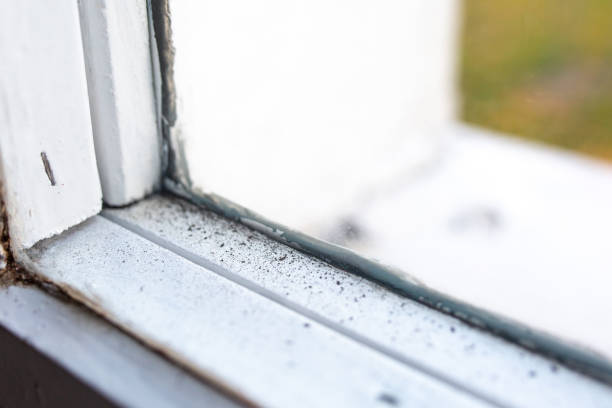 Forensic Mold Investigation in Lake Grove, NY