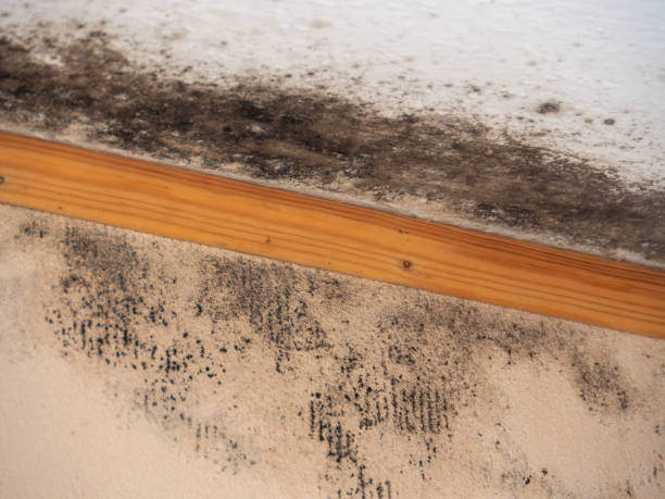 Best HVAC Mold Inspection and Cleaning  in Lake Grove, NY