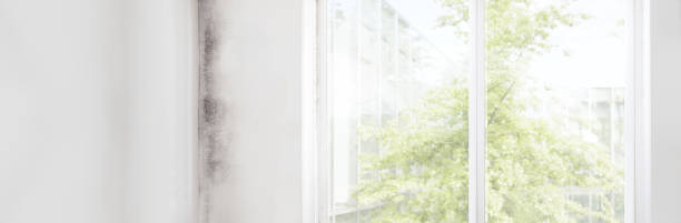 Best Residential Mold Inspection & Testing  in Lake Grove, NY